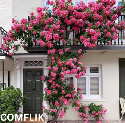 Comflik அழகான ஏறும் ரோஜா விதைகள்
