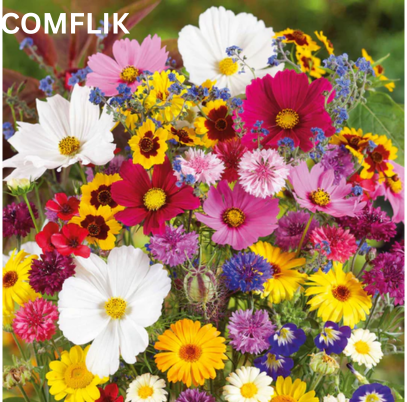 Comflik Flower seed (pack of 100)